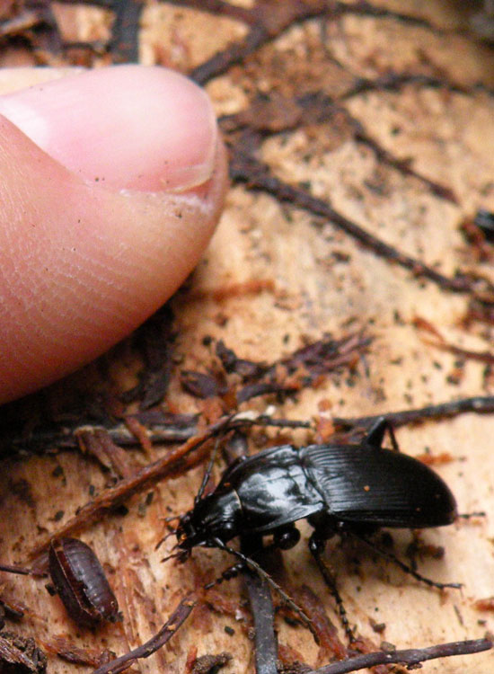 Bestie nere: Abax, Nebria, Platynus, Anoplotrupes